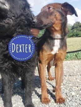 Dexter ein lebhafter Rüde - Flörsheim-Dalsheim