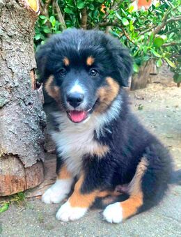 Bingo, bereit für neue Abenteuer! Kleiner Australian Shepherd Wunderjunge 😀 - Doberlug-Kirchhain