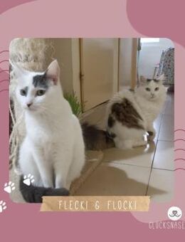 Katzen Flecki und Flocki möchten reisen - Lalendorf