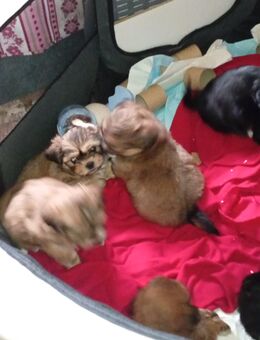 Shih Tzu / Chiwawa Welpen ab 10.12. abzugeben - Hassendorf