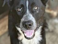KHALESI ~ absoluter Familienhund - Duisburg
