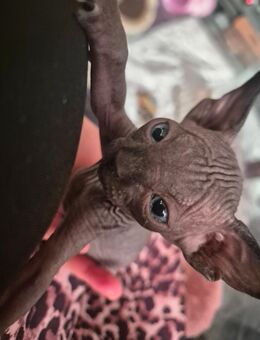 2 Sphynx Katzen zu verkaufen - Barßel