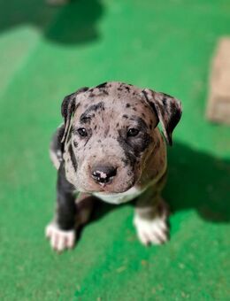American bully - Auerbach (Oberpfalz)
