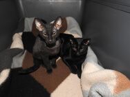 Allergiefreier Sphynx-Peterbald Mix – Liebevoll, verspielt und kinderfreundlich! - Fürstenwalde (Spree)