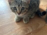 Zauberhaftes BKH-Katerchen sucht ein liebevolles Zuhause - Gladbeck