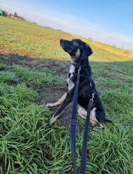 Nita - zarte freundliche Seele - Neuberg