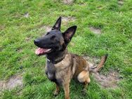 Malinoi Hündin - Moormerland