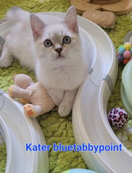 Kurzhaar Kitten BKH x Heilige Birma ABGABEBEREIT - Herrenberg