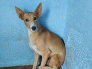 Cora - Podenco-Hündin - Höchst (Odenwald)