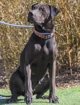 JOOMA - sehr sanft und wunderschön - Schallodenbach