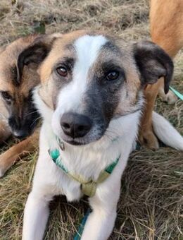 SOUL - liebevolles Zuhause gesucht - Bad Endbach