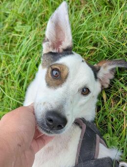 Danny soll nicht im Shelter aufwachsen - Blankenheim (Nordrhein-Westfalen)