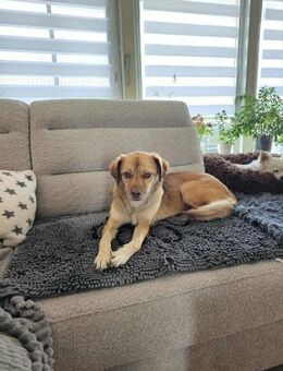 Dringend‼️Anhängliche MAJA 🆘🆘🆘 - München