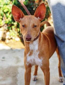 Jack sehnt sich sehr nach einem Zuhause - Laatzen