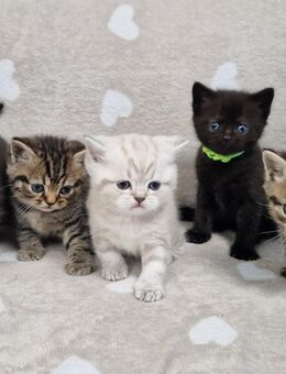 Reinrassige BKH Kitten in SONDERFARBEN - Stuttgart