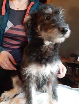 Hier kommt MAX - Köln