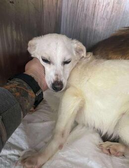 B713 ich habe überlebt😔 - Neuberg