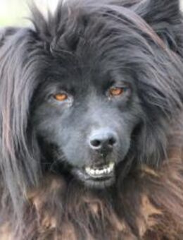Bao - langhaariger Wuschelrüde - Lohra