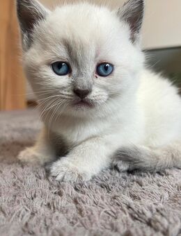 Bkh/russisch blau Babykatzen - Gifhorn