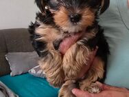 süße Yorkshire Terrier Welpen - Rudelzhausen