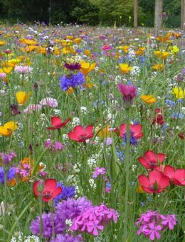 Blumenwiese aus 65 Arten, heimisch mehrjährig winterharte Blumen Blume Blumenwiesen Blühmischung Blumen Mix Mischung Blumenmix Bienen Hummeln Bienenparadies Wildblumen Heilpflanzen bee Geschenk Saatgut Samen Geschenk Blumenwiese - Pfedelbach
