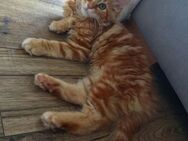 Weibliches Maine Coon Kätzchen - Düren