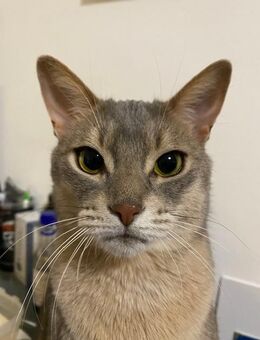 Abessinier Kater sucht neuen Wirkungskreis - Berlin