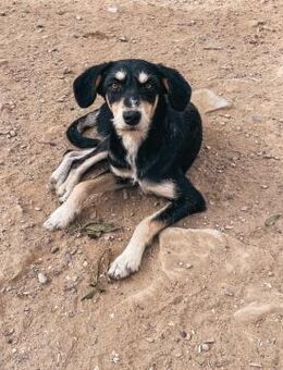 Hazel sucht Fels in der Brandung - Beckingen