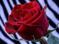 Frau gesucht 🌹 - Zülpich