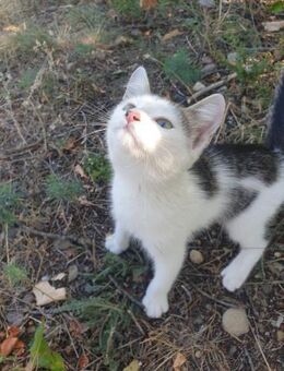 Max sucht sein Glück - Celle