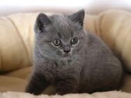 Wunderschöne Britisch Kurzhaar BKH blau Kitten Kätzchen reinrassig aus liebevoller Aufzucht - Poppenhausen