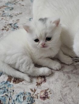 Bkh Kitten - Kolbermoor