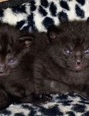 Main coon mix Katzenbabys schwarz in Ulm in 89075