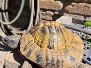 Griechisches Landschildkröten-Männchen - Groß Gerau