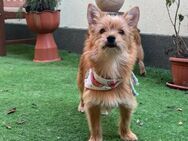 💞Wilma 💞4 Monate Yorkshire Terrier Mix - Kassel