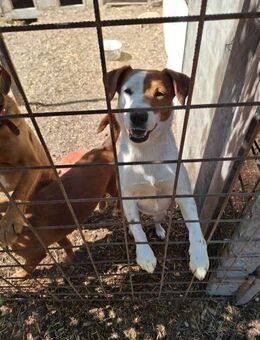 Hübsche mittelgroße Hündin, 4 Jahre - Kappeln (Schleswig-Holstein)