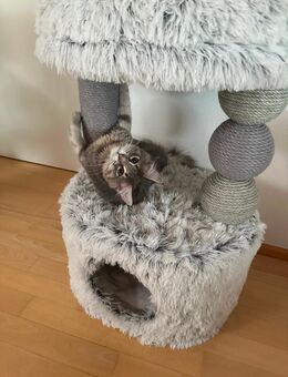 Maine Coon Mädels (4 Monate alt) zusammen abzugeben - Reutlingen Zentrum