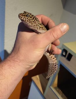 GeckoBabys ab 09/25 - Erfurt