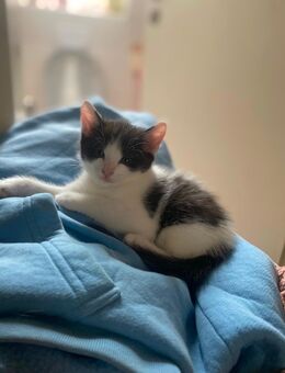 Noch 1 kitten sucht ein neues Zuhause - Osnabrück