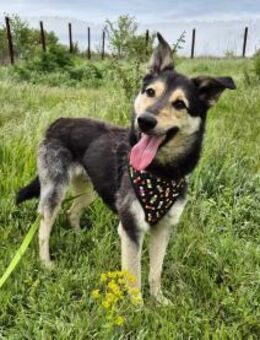 Chappy sucht seine Menschen - Kleinostheim