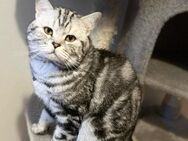 Erfahrener u rücksichtsvoller BKH Deckkater in whiskas (Classic Silver tabby) Berlin - Berlin Charlottenburg-Wilmersdorf