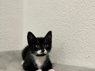 🐾 Wunderschöne Kitten abzugeben – 3 Mädchen & 1 Junge gechipt, geimpft & entwurmt 🐾 - Schöppingen