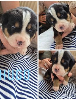 Berner Sennenhund Mix Welpen - Genthin