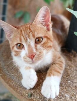 🧡 Kleiner handicap Jungkater Gerry 🧡 - Eislingen (Fils)