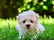 Reinrassige Bichon Frise Welpen - Sögel