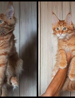 2 reinrassige typvolle Cooni Kater o. P. - Petershagen