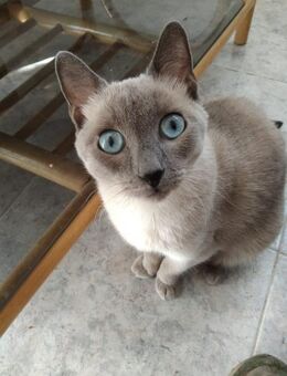 Notfellchen Clara (ALM) - Geisenheim