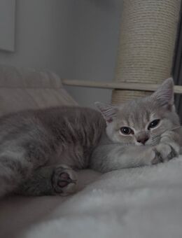 Bkh Kitte Dame - Ulm