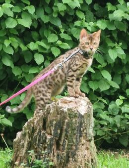 Wunderschöne Bengaldame "Nani" - Duisburg