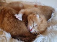 Bkh Kitten black golden ab September mit Stammbaum - Elsdorf (Nordrhein-Westfalen)